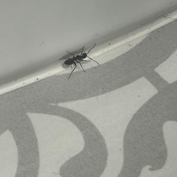 Best Pest Pro - ant infestation in a house - Pest Control Near Me - Teaneck, New Jersey Best Pest Pro - ant infestation in a house - Pest Control Near Me - Teaneck, New Jersey