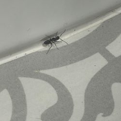 Best Pest Pro