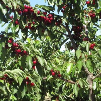 Lazy K Ranch Cherry U-Pick - Pick Your Own Farms Near Me - Gilroy, California