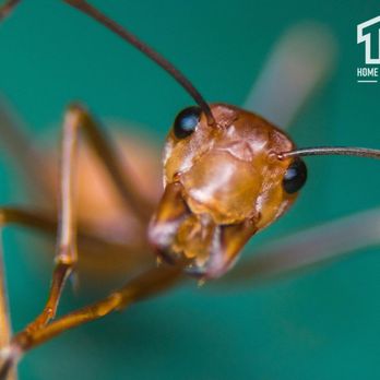 TNT Home & Commercial Services - Pest Control Near Me - Cypress, Texas TNT Home & Commercial Services - Pest Control Near Me - Cypress, Texas