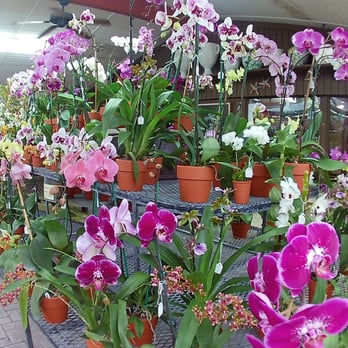 RF Orchids - Nurseries & Gardening Near Me - Homestead, Florida RF Orchids - Nurseries & Gardening Near Me - Homestead, Florida