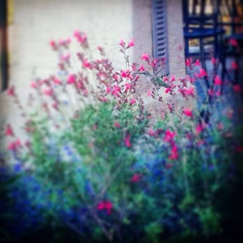 Gloria Ferrer Winery - Even a hummingbird wanted to join in on the tasting and views! - Wineries Near Me - Sonoma, California
