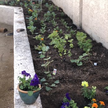 Greenheart Landscapes - Garden - Landscaping Near Me - Tempe, Arizona Greenheart Landscapes - Garden - Landscaping Near Me - Tempe, Arizona