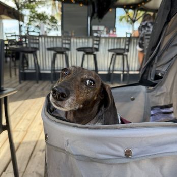 Airport Restaurant - Dog friendly! - Lounges Near Me - DeLand, Florida Airport Restaurant - Dog friendly! - Lounges Near Me - DeLand, Florida