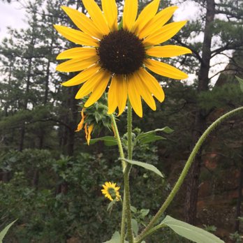Section 16/Palmer Trail - Sunflowers!! - Hiking Near Me - Colorado Springs, Colorado Section 16/Palmer Trail - Sunflowers!! - Hiking Near Me - Colorado Springs, Colorado