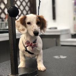 The Wizard of Pawz Pet Parlor - Diesel is looking PAW-SITIVELY precious in his complementary little bow-tie. Because bow-Ties are cool!