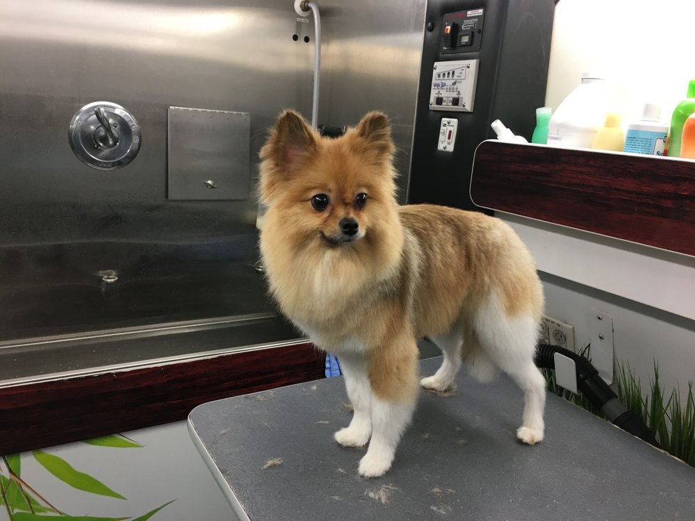 DOGGIE BARBER PET SPA Updated July 2024 100 Aldrich St, Bronx, New