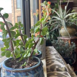Rochester Holistic Arts