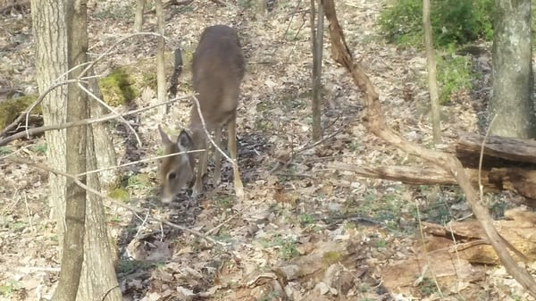 Dickey Ridge Visitor Center by null