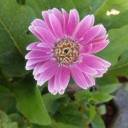 Ojai Garden Spa - Good morning says the flower!