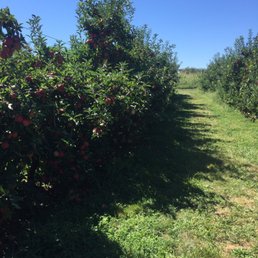 All dwarf trees All dwarf trees