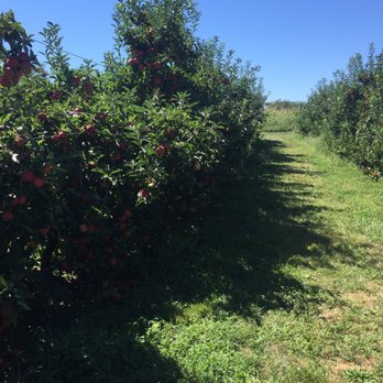 Seven Ponds Orchard - All dwarf trees - Farmers Market Near Me - Water Mill, New York Seven Ponds Orchard - All dwarf trees - Farmers Market Near Me - Water Mill, New York