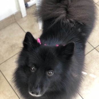 Dee Dee's Dog Spot - Katani, German spitz, looking all fancy and fresh! - Pet Groomers Near Me - Ventura, California Dee Dee's Dog Spot - Katani, German spitz, looking all fancy and fresh! - Pet Groomers Near Me - Ventura, California
