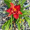 Oakes Daylilies gift card