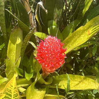 Sandra Farms - Other beautiful flora and fauna - Coffee & Tea Near Me - Adjuntas, Puerto Rico