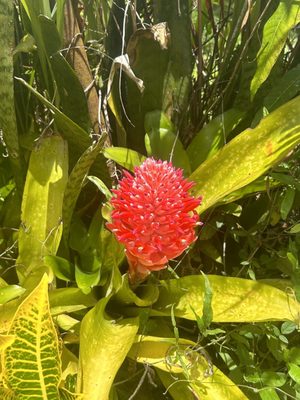 Sandra Farms Coffee by null