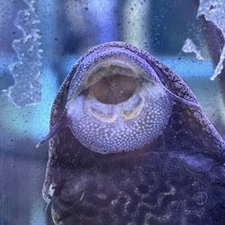 Discount Aquarium Fish and Reef