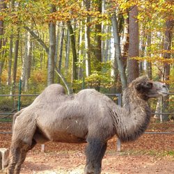 Zoo-Gesellschaft-Kaiserslautern mbH - Trampeltier