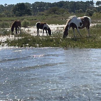 Up the Bay Pony Tours - Wild herds of ponies - Boat Tours Near Me - Chincoteague, Virginia Up the Bay Pony Tours - Wild herds of ponies - Boat Tours Near Me - Chincoteague, Virginia