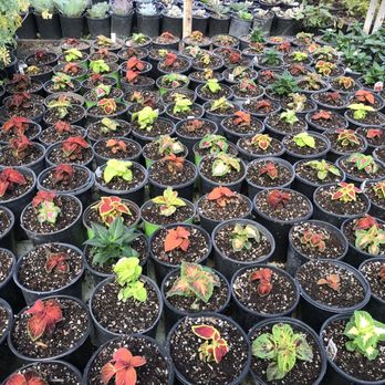 Mezcala Nursery - Nurseries & Gardening Near Me - Long Beach, California Mezcala Nursery - Nurseries & Gardening Near Me - Long Beach, California