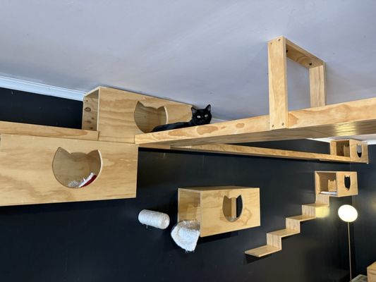 Denver Cat Company by null