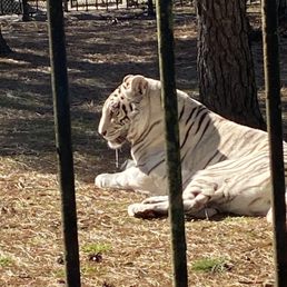Blind but so beautiful white Tiger xo