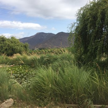 Emiliana - Lilly pond under willow tree greets your entrance - Wineries Near Me - Casablanca, VS