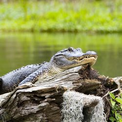 Cajun Country Swamp Tours - Alligator on Lake Martin