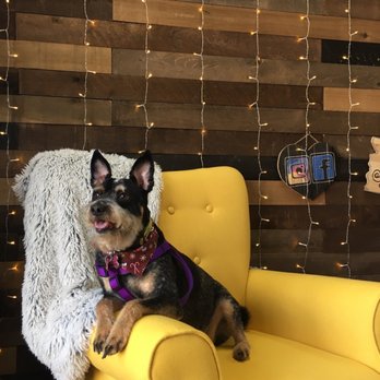 Jasmine Pet Grooming - Pet Groomers Near Me - Brea, California Jasmine Pet Grooming - Pet Groomers Near Me - Brea, California