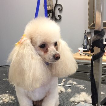 Indigo Blue Pet Spa - Lola - Toy Poodle - Pet Groomers Near Me - Winston-Salem, North Carolina