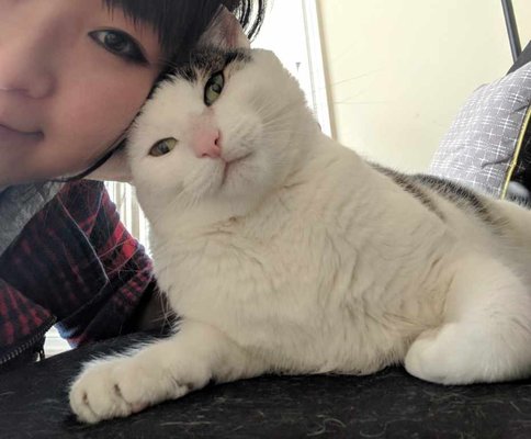 cat sitter north york