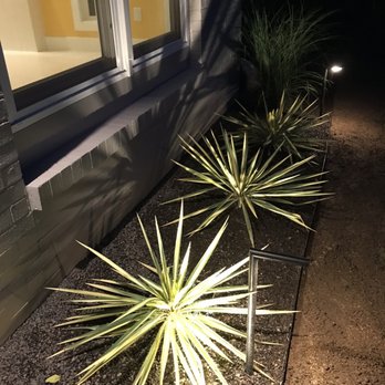 Green Acres Nursery & Garden - Yuccas highlighted by lighting casting great shadows on the wall. - Nurseries & Gardening Near Me - Colmar, Pennsylvania