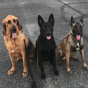 CRAIG ROAD ANIMAL HOSPITAL - Updated May 2025 - 270 Photos & 555