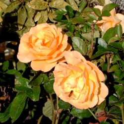 Discount Trees - Julia Childs rose with a weeeeee little beeeeeee.
