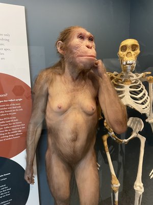 University of Michigan Museum of Natural History by null