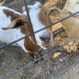 Goat at petting zoo Goat at petting zoo