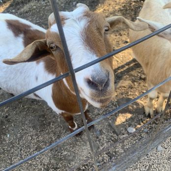 Silverman's Farm - Goat at petting zoo - Farmers Market Near Me - Easton, Connecticut Silverman's Farm - Goat at petting zoo - Farmers Market Near Me - Easton, Connecticut