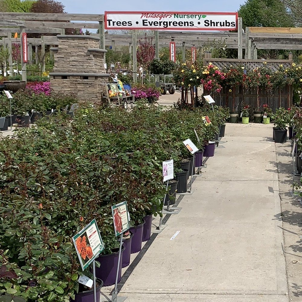 Milaeger's - Easy to get around, lots of signage and placards above every plant. Very clear, easy to read. - Nurseries & Gardening Near Me - Racine, Wisconsin Milaeger's - Easy to get around, lots of signage and placards above every plant. Very clear, easy to read. - Nurseries & Gardening Near Me - Racine, Wisconsin