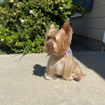 k9 Cosmetology - Pet Groomers Near Me k9 Cosmetology - Pet Groomers Near Me