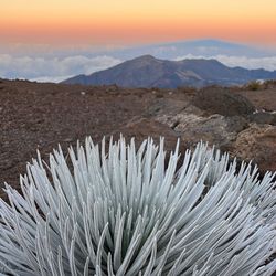 Haleakalā Visitor Center - Exotic plant found only on the Haleakala Summit.