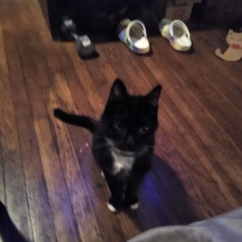 Alpine Veterinary Hospital - My Maddie 20 years old .. RIP beautiful - Veterinarians Near Me - Concord, California Alpine Veterinary Hospital - My Maddie 20 years old .. RIP beautiful - Veterinarians Near Me - Concord, California
