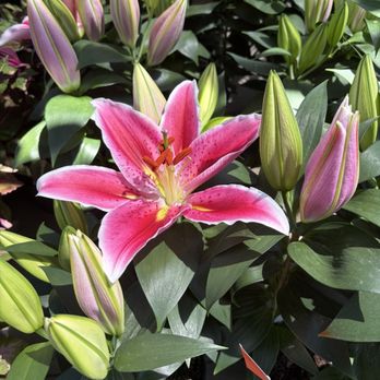 Plant Safari - Nurseries & Gardening Near Me - Upland, California Plant Safari - Nurseries & Gardening Near Me - Upland, California