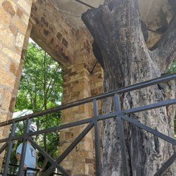 Constitutional Elm Stump