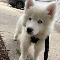 Chitownpaws