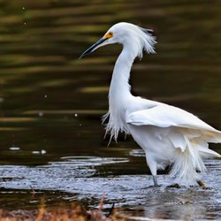 Wild Coyote Gallery - While visiting the Wild Coyote Gallery, do enjoy a drive around our beautiful lake.
