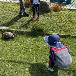 George Christopher Playground - At one of the fields, a summer school group brought some turtles to show the kids.