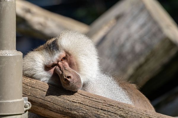 Oakland Zoo by null