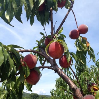 Prospect Hill Orchards - Peaches - Fruits & Veggies Near Me - Milton, New York Prospect Hill Orchards - Peaches - Fruits & Veggies Near Me - Milton, New York