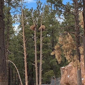 Bearizona - Zoos Near Me - Williams, Arizona Bearizona - Zoos Near Me - Williams, Arizona