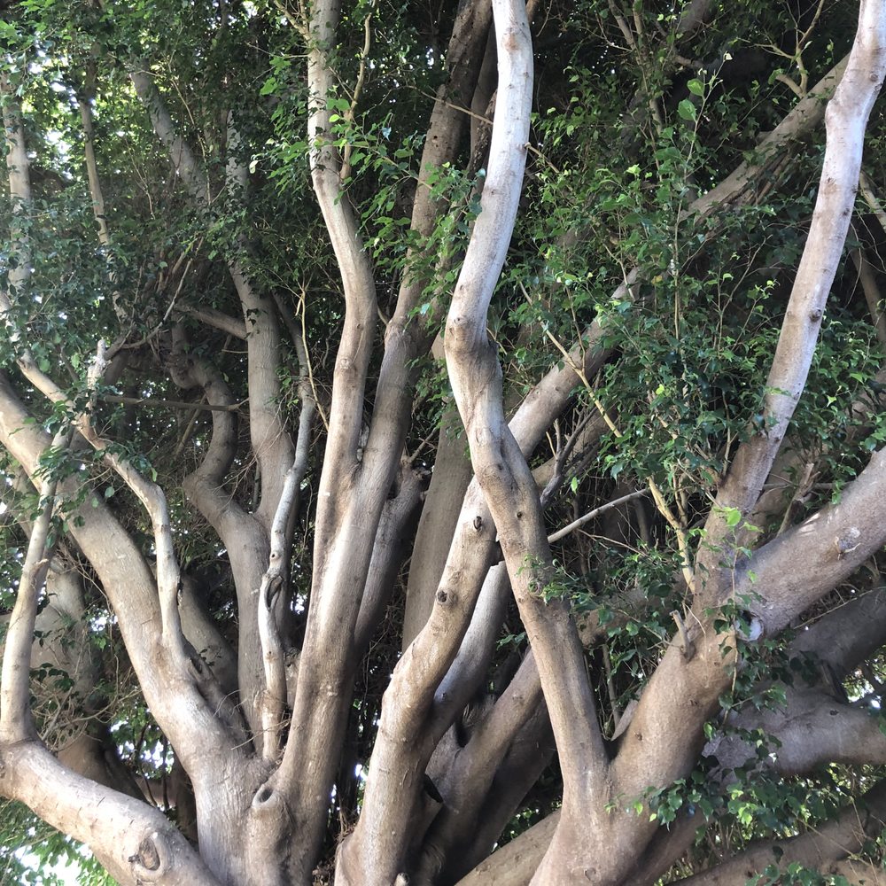 Climbing Hi - Invasive unruly ficus - Tree Services Near Me
